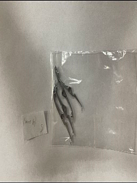 Раскрыватель рапиры (Picanol Бельгия)